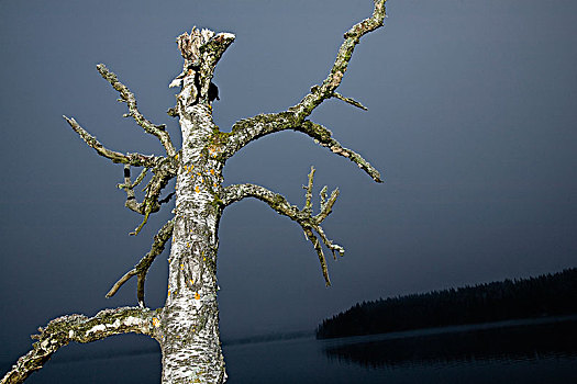 无叶,树,湖,瑞典