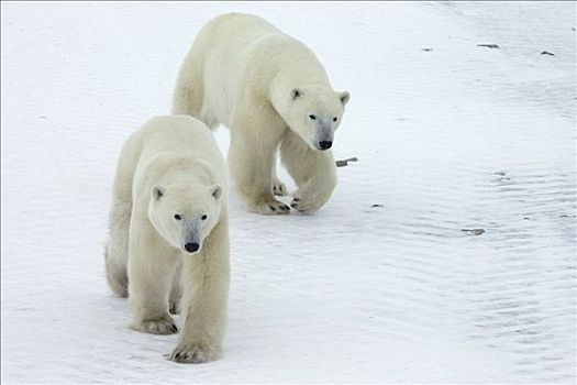 北极熊,两个,幼小,旅行,哈得逊湾,海岸,加拿大