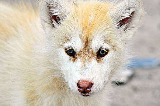 特写,哈士奇犬,小狗,水塘,小湾,加拿大