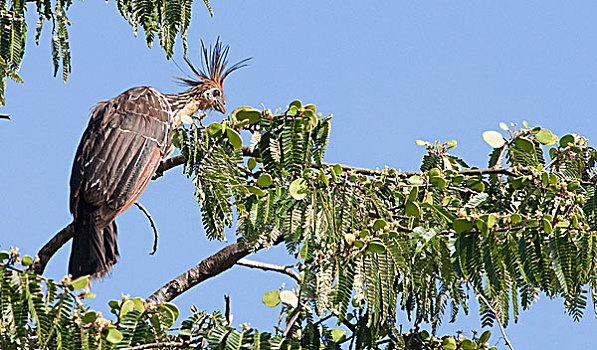 鸟,亚马逊盆地,秘鲁