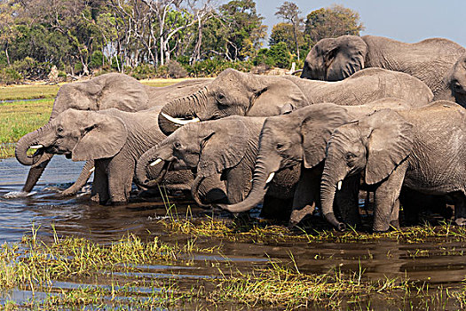 非洲象,奥卡万戈三角洲,博茨瓦纳