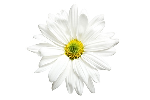 白色,雏菊,隔绝,白色背景