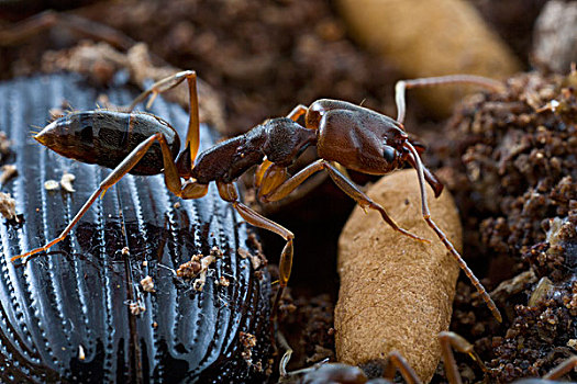 蚂蚁,西印度群岛,加勒比
