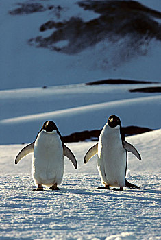 南极,乔治王岛,阿德利企鹅
