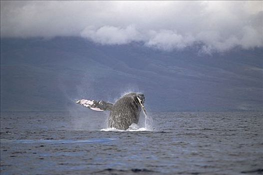 驼背鲸,大翅鲸属,鲸鱼,鲸跃,毛伊岛,夏威夷,提示,照相