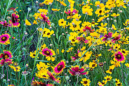 草原,野花,丘陵地区,靠近,城市,德克萨斯,美国