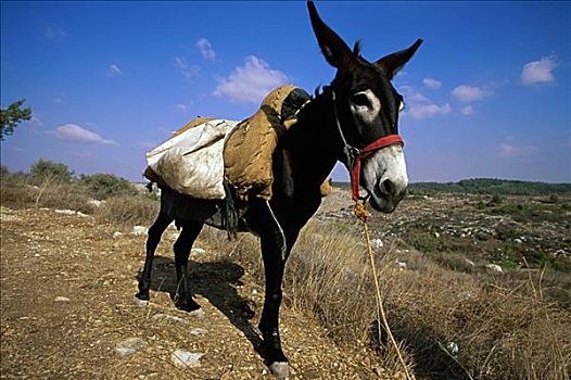 驴,以色列