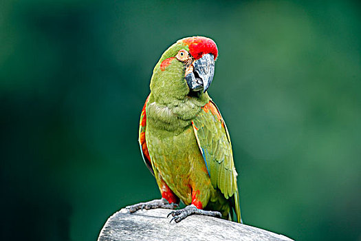 金刚鹦鹉,成年,鸟,树,南美
