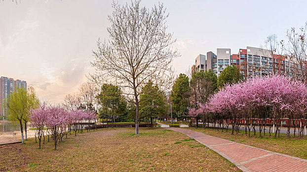 荆州,湿地,公园,桃花,很美丽