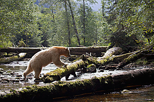 白灵熊,美洲黑熊,灵熊,河,大熊雨林,不列颠哥伦比亚省,加拿大