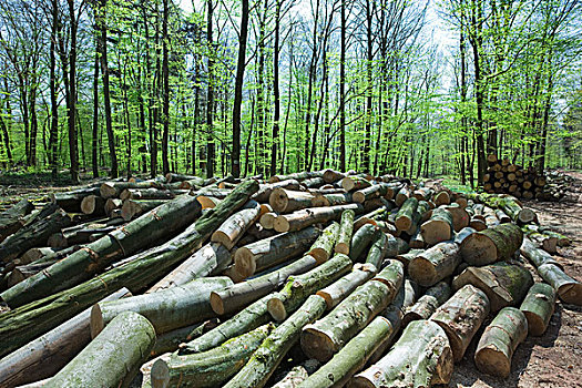 一堆,原木,切削,木柴,山毛榉,小树林,树林,阿尔萨斯,法国