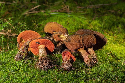 蘑菇,林中地面