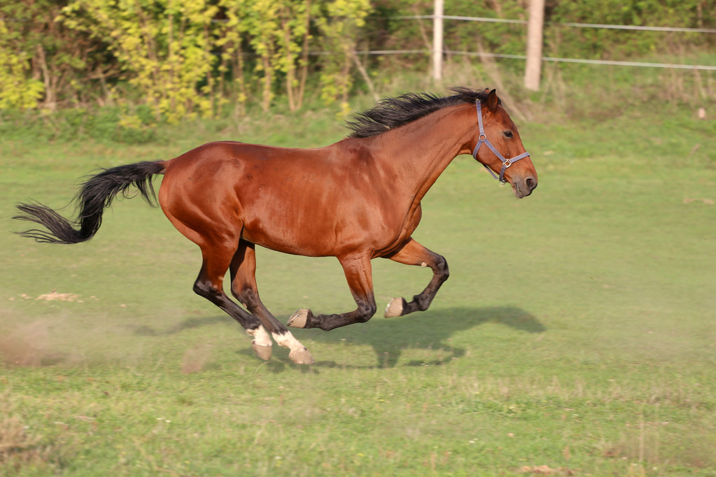 马在草地上奔跑图片图片