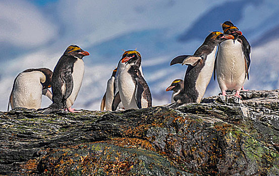 南极麦哲伦企鹅在岩石上