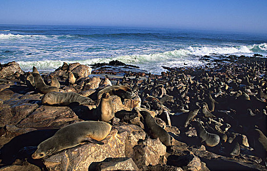 岬角毛海豹,毛海狮,克罗斯角,纳米比亚,非洲