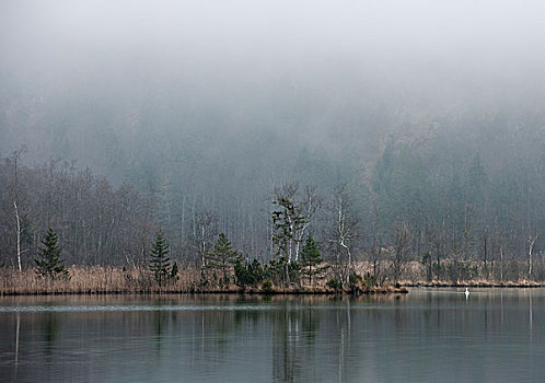 雾状,气氛,湖,萨尔茨卡莫古特,上奥地利州,奥地利,欧洲