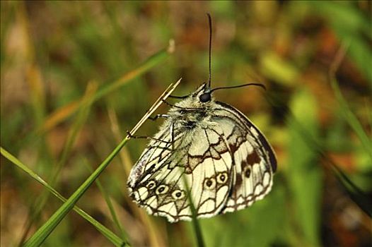 白蝴蝶,普罗旺斯,法国