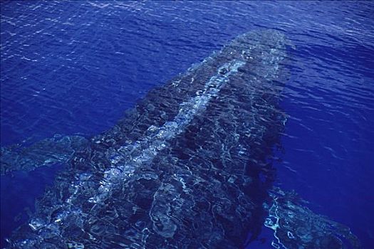 驼背鲸,大翅鲸属,鲸鱼,风景,水面,吹泡泡,毛伊岛,夏威夷,提示,照相