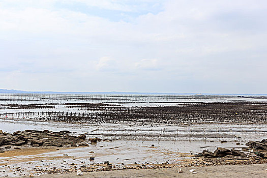 闽南沿海海带养殖地