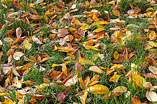 秋叶,草坪,莱茵兰普法尔茨州,德国,欧洲