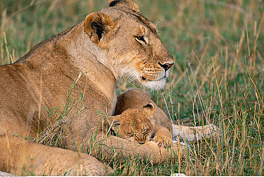 母兽,狮子,幼兽,马赛马拉国家保护区,肯尼亚