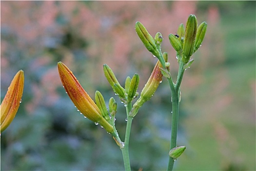 百合,草丛