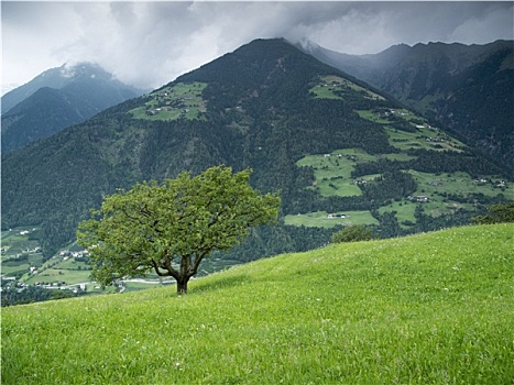 孤树,高山牧场