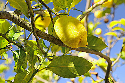 柠檬树,成熟,水果,特写