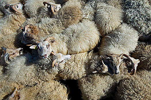 羊群,畜栏,绵羊,迁徙,靠近,冰岛,欧洲