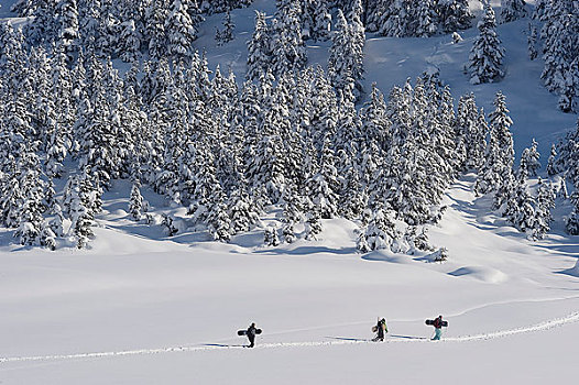 三个,滑雪板玩家,远足,边远地区,滑雪板,科奈山地,肯奈半岛,阿拉斯加,冬天