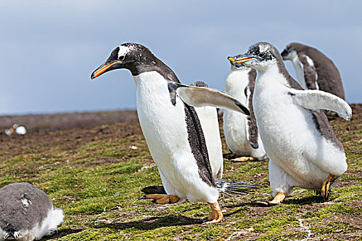 巴布亚企鹅,福克兰群岛,展示,特色,独特,动作,一半,幼禽,只有,追逐,父母,右边,栖息地