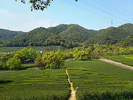 茶园,风景,绿茶,基地,旅游,踏青