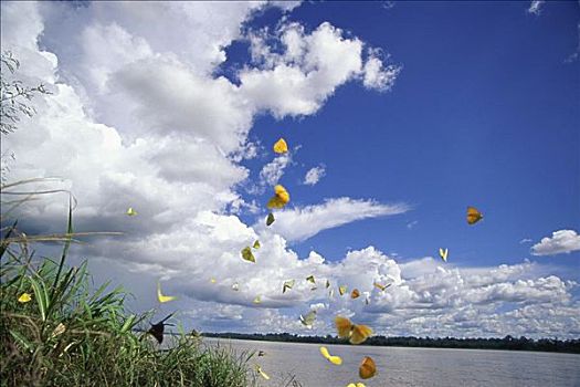 蝴蝶,亚马逊河,哥伦比亚