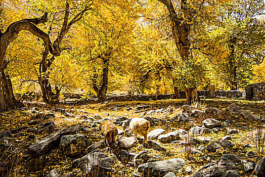 新疆,树林,秋色,黄叶,羊
