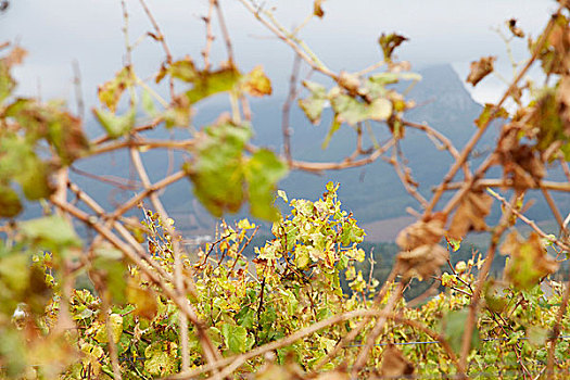 风景,蔓藤,葡萄园,葡萄酒厂,斯坦陵布什,南非