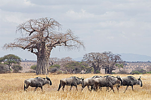 迁徙,塔兰吉雷国家公园,坦桑尼亚,非洲