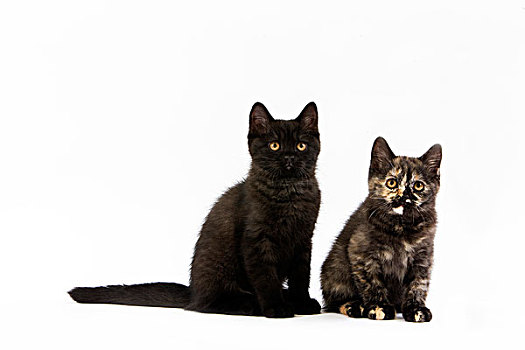 黑色,英国短毛猫,家猫,2个月,小猫,白色背景