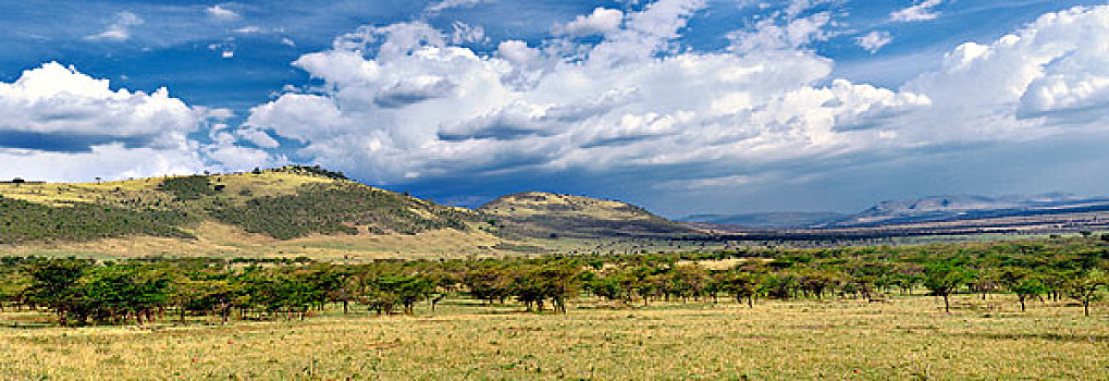 全景,散开,刺槐,树林,围绕,山,北方,塞伦盖蒂,塞伦盖蒂国家公园,坦桑尼亚