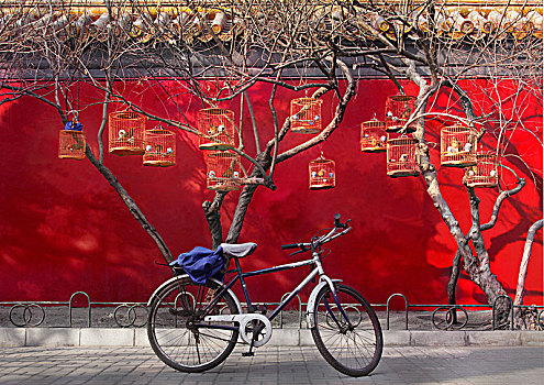北京胡同--遛鸟