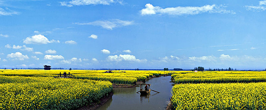 江苏省兴化市垛田油菜花自然生态景观