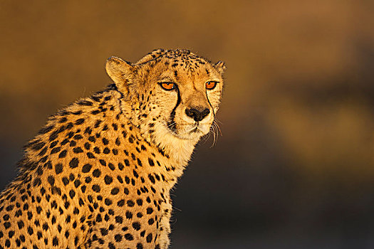 印度豹,猎豹,雄性,动物,晚上,亮光,俘获,纳米比亚,非洲