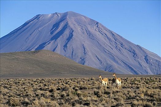 小羊驼,一对,火山,背景,秘鲁