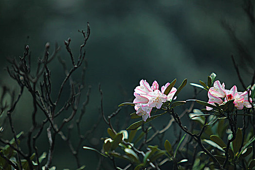 山茶花