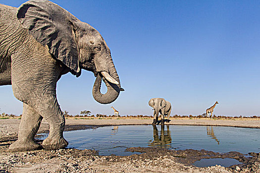 非洲,博茨瓦纳,乔贝国家公园,非洲象,喝,小,水潭,长颈鹿,牧群,萨维提,湿地