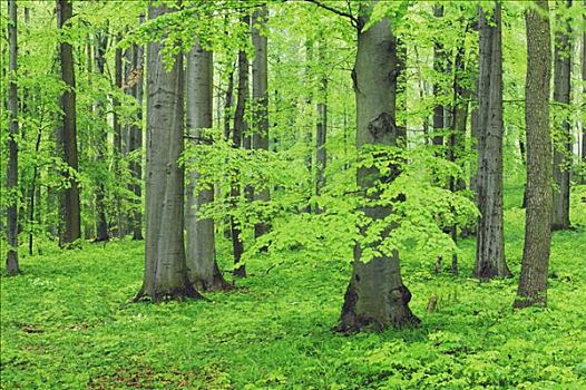 山毛榉树,树林,海尼希,国家公园,图林根州,德国