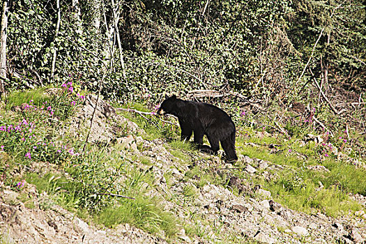 美洲黑熊,走,向上,山,育空,加拿大