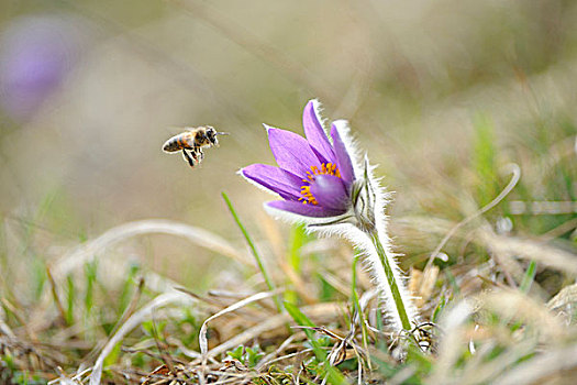 欧洲,蜜蜂,飞,花,白头翁属,白头翁花,草地,普拉蒂纳特,巴伐利亚,德国