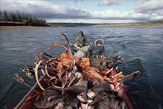 印第安人,北美驯鹿,驯鹿属,杀,船,北极国家野生动物保护区,阿拉斯加