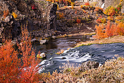 瀑布,围绕,鲜明,红色,橙色,秋叶,峡谷,冰岛