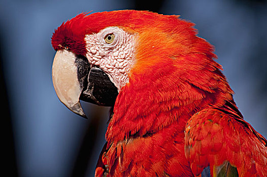 红色,金刚鹦鹉,安地瓜危地马拉